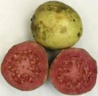 13 ripe guava