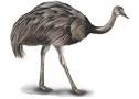 Nandu