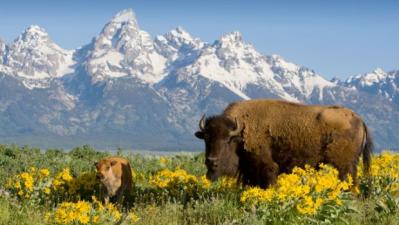 Yellowstone wildlife buffalo 79