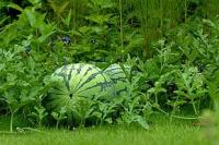 10 watermelon garden