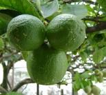 12 limao citrus aurantifolia