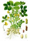 17 arachis hypogaea kohler s medizinal pflanzen 163