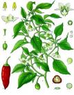 18 capsicum annuum kohler s medizinal pflanzen 027