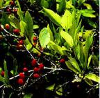 220px erythroxylum coca