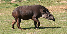 220px tapirus terrestris 2 by jm rosier