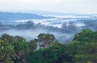 260px guyane fr savane roche virginie