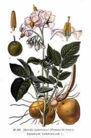 290px 234 solanum tuberosum l