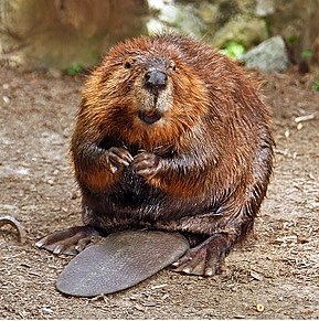 290px american beaver