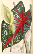 435px caladium bicolor cbm