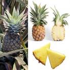 7 owoce ananas
