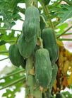 9 carica papaya 14 7 2012