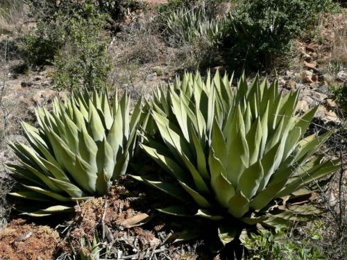 Agave parryi parrys agave mescal agave4