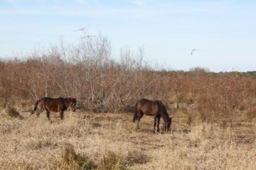 Alachua prairie