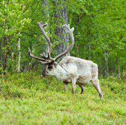 Caribou