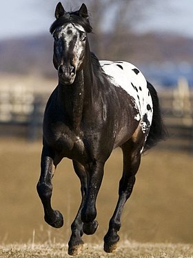 Cheval apaloosa