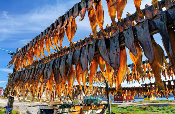 Greenland fish