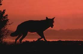 Royaume du loup