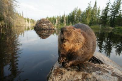 Symbolisme et signification du castor