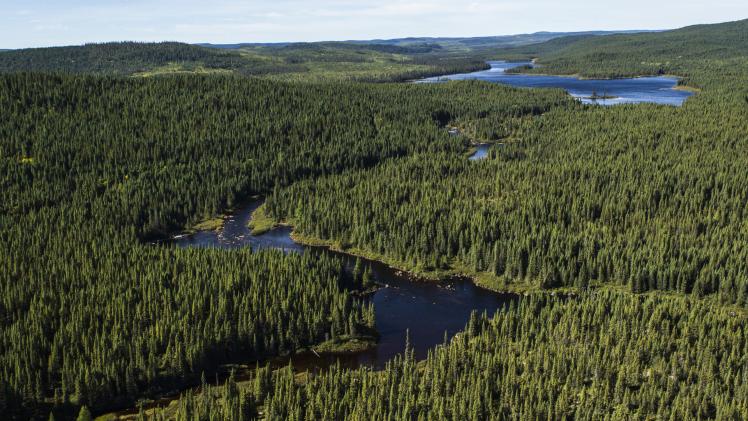 What is the canadian boreal forest